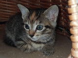 Disponible à l'adoption : chatonne de 2 mois