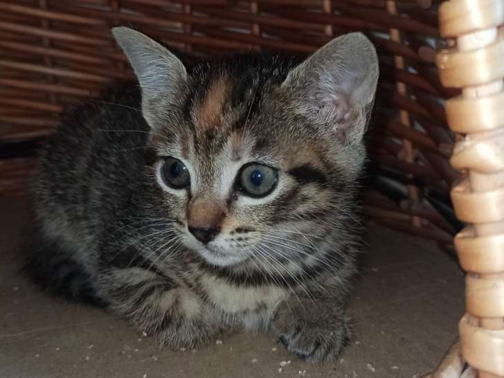 Disponible à l'adoption : chatonne de 2 mois