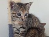 En attente d'adoption : chatonne de 2 mois