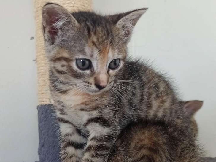 En attente d'adoption : chatonne de 2 mois
