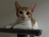 En attente d’adoption, chaton mâle de 3 mois