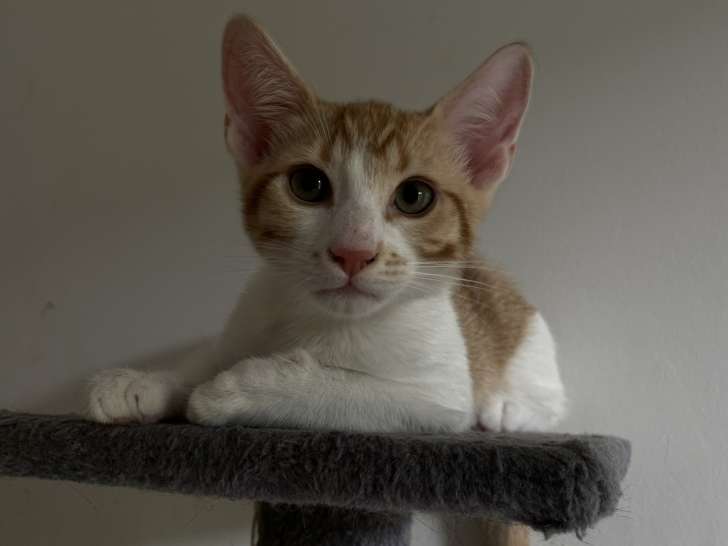 En attente d’adoption, chaton mâle de 3 mois