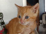 Chaton mâle roux disponible à l'adoption