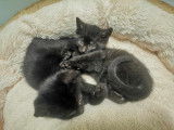 Chatons m&acirc;les noirs &agrave; la recherche d'une famille