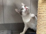 Chat gris et blanc en attente d'adoption