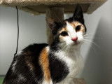Disponible à l'adoption, chatte tricolore