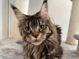 À vendre, une chatte Maine Coon LOOF