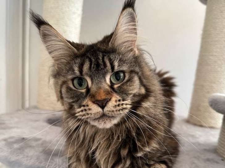 À vendre, une chatte Maine Coon LOOF