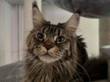 À vendre, une chatte Maine Coon LOOF