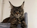 À vendre, une chatte Maine Coon LOOF