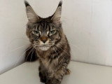À vendre, une chatte Maine Coon LOOF