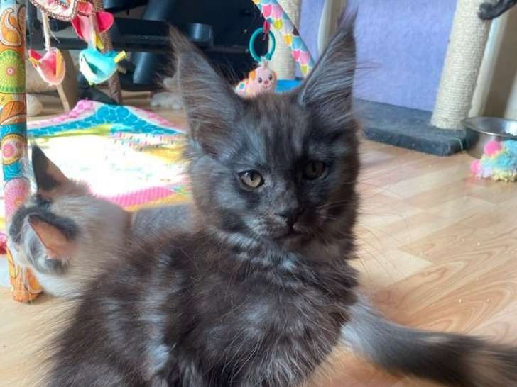Une chatonne Maine Coon LOOF à vendre