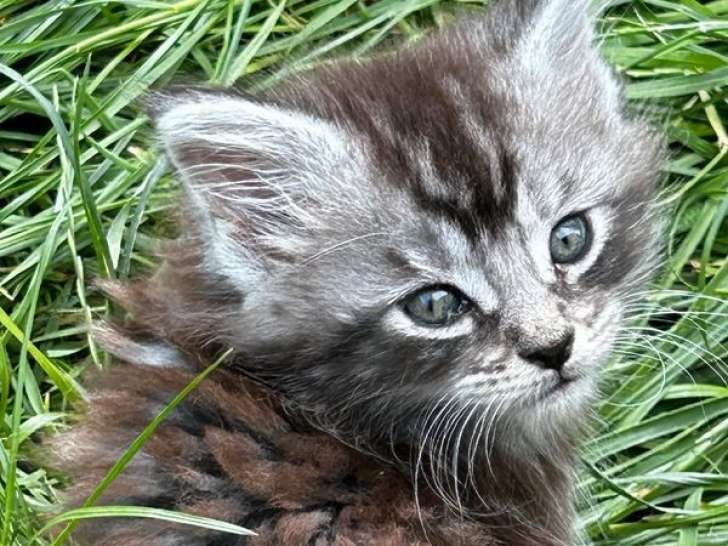 À réserver : un chaton femelle Maine Coon LOOF