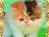 À réserver : un chaton femelle Persan LOOF