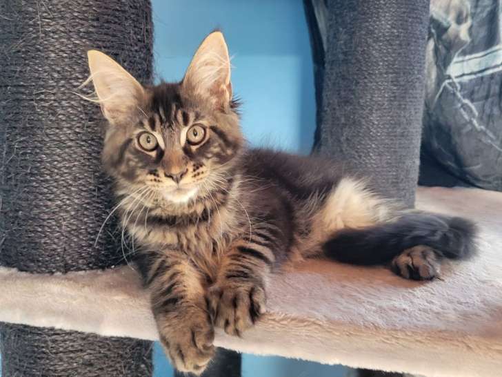 À vendre : 2 chatons mâles Maine Coons LOOF