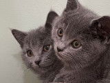 Des chatons femelles Chartreux LOOF à vendre