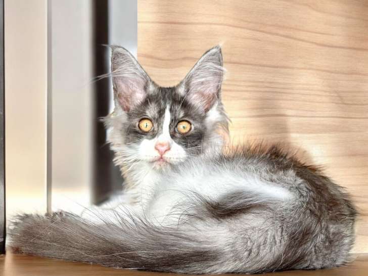 Une chatonne Maine Coon disponible à la vente