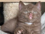 À vendre : un chaton mâle British Shorthair LOOF