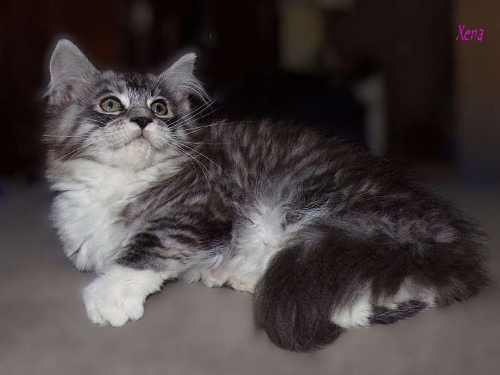 À vendre : 6 chatons Maine Coons LOOF