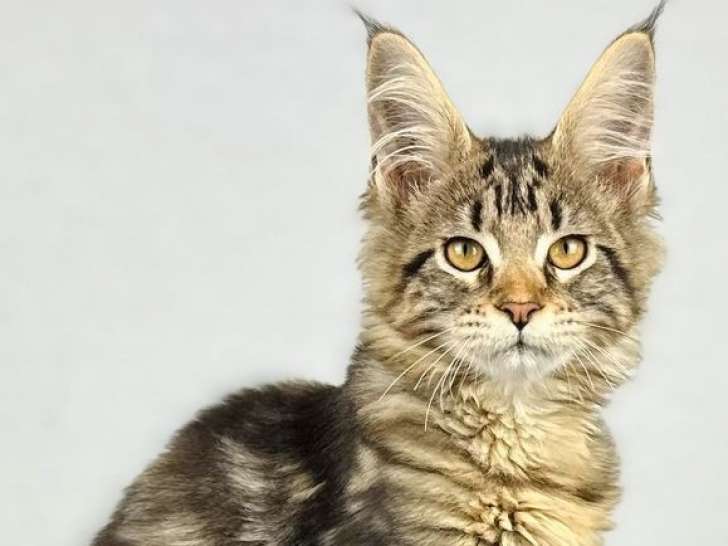 1 chaton Maine Coon femelle LOOF disponible à la vente