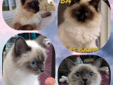 À vendre : 3 chatons Sacrés de Birmanie femelles non LOOF