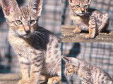 2 chatons mâles Savannahs LOOF à vendre