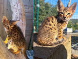 2 chatons mâles Savannahs LOOF à vendre
