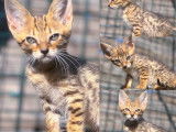 2 chatons mâles Savannahs LOOF à vendre