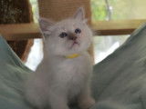&Agrave; vendre : un chaton m&acirc;le Sacr&eacute; de Birmanie LOOF