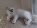 &Agrave; vendre : un chaton m&acirc;le Sacr&eacute; de Birmanie LOOF
