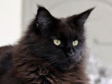 Chatte Maine Coon LOOF retraitée d'élevage à vendre