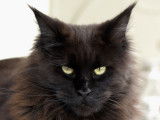 Chatte Maine Coon LOOF retraitée d'élevage à vendre