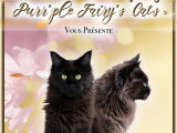 Chatte Maine Coon LOOF retraitée d'élevage à vendre