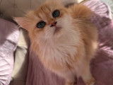 Chatte British Longhair golden à vendre