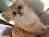 Chatte British Longhair golden à vendre