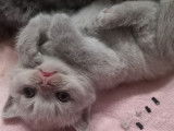 Chatons British Shorthair à vendre