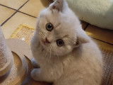 Chatons British Shorthair à vendre