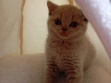 Chatons British Shorthair à vendre