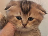 Chatons Scottish Fold à vendre
