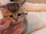 Chatons Scottish Fold à vendre