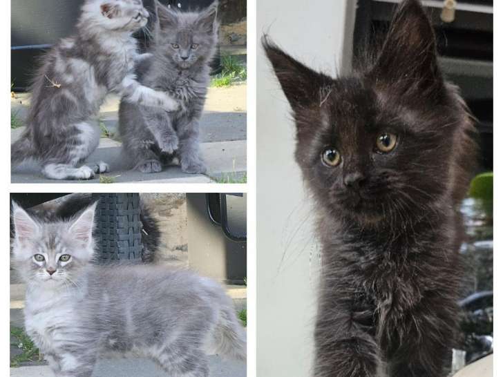 Chatons Maine Coon LOOF à vendre