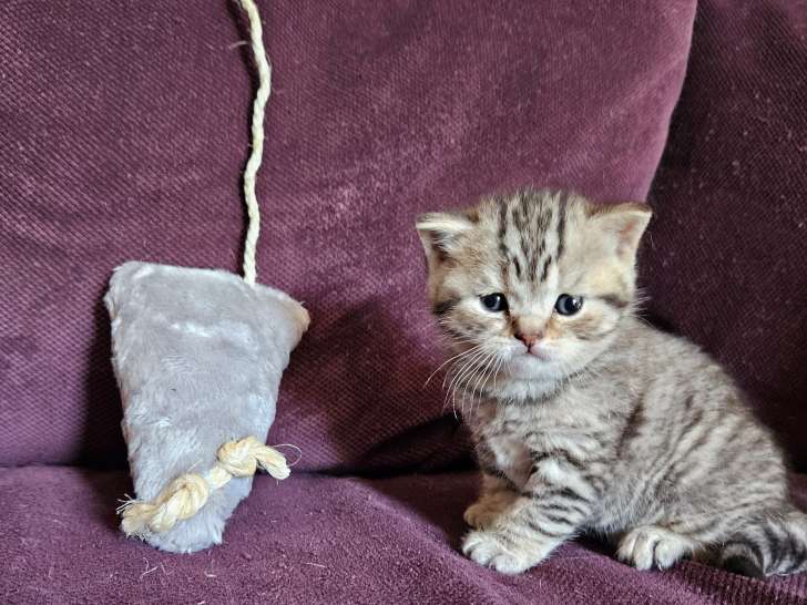 Chaton British Shorthair à vendre