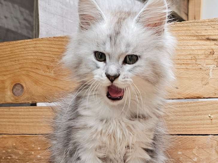 Chatons de race Maine Coon à vendre (2 femelles & 3 mâles)