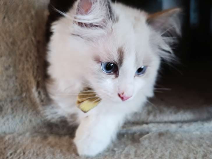 Chatons de race Ragdoll à vendre (2 femelles & 1 mâle)