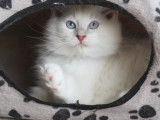Chatons Ragdoll LOOF à vendre