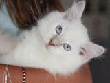 Chatons Ragdoll LOOF à vendre