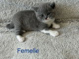 Chatons British Shorthair LOOF