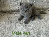 Chatons British Shorthair LOOF