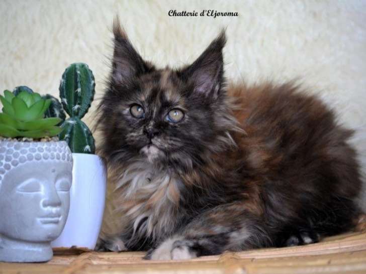 Un chaton femelle Maine Coon LOOF à réserver