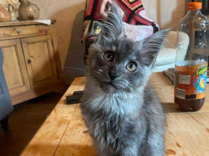 2 chatonnes Maine Coons LOOF à vendre